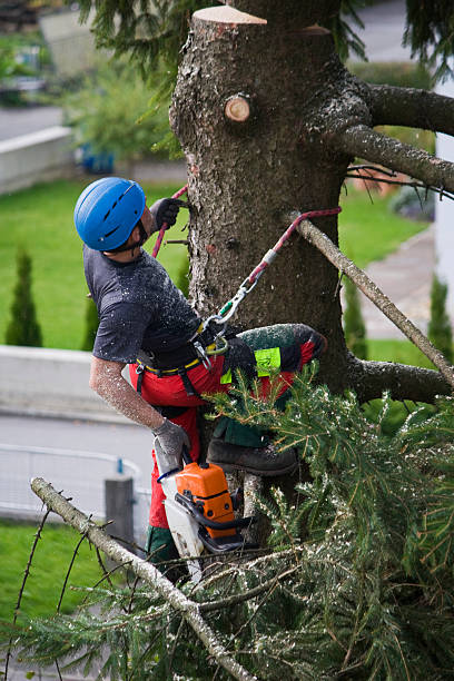 Best Commercial Tree Services  in USA